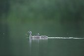 Young Great Crested Grebes on water - Alsace France