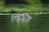 Young Great Crested Grebes on water - Alsace France