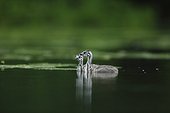 Young Great Crested Grebes on water - Alsace France