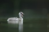 Young Great Crested Grebe open beak on water - Alsace France