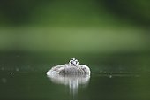 Young Great Crested Grebe ball on water - Alsace France