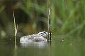 Young Great Crested Grebe on water and mosquito - Alsace France