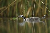 Young Great Crested Grebe stretching over the water - Alsace France
