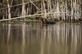 Young Coots on the water - Alsace France