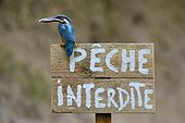 Common Kingfisher on a sign prohibiting fishing - France