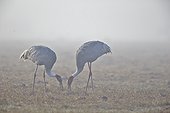 Sarus Cranes in the morning mist - Keoladeo India 