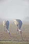 Sarus Cranes in the morning mist - Keoladeo India 