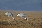 Sarus Cranes eating - Keoladeo India 