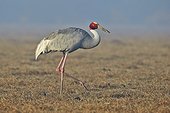 Sarus Crane walking - Keoladeo India