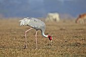 Sarus Crane walking - Keoladeo India