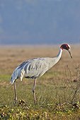 Sarus Crane walking - Keoladeo India