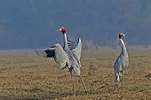 Sarus Cranes flying away - Keoladeo India 