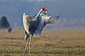 Sarus Crane displaying - Keoladeo India 