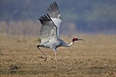 Sarus Crane flying away - Keoladeo India 