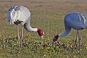 Sarus Cranes eating - Keoladeo India 