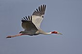 Sarus Crane in flight - Keoladeo India 