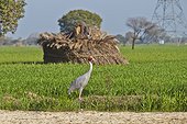 Sarus Crane in a field - Bharatpur Rajasthan India 
