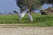 Sarus Cranes displaying in a field - Bharatpur India 