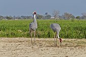 Sarus Cranes eating in a field - Bharatpur India 