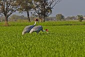 Sarus Cranes eating in a field - Bharatpur India 