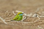 Green Bee-eater on ground - Velavadar India