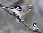 Eurasian Jay and Coal Tit on branch - Northern Vosges France