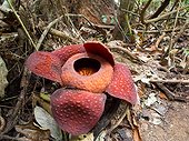 Rafflesia in undergrowth - Gunung Gading Borneo Malaysia 