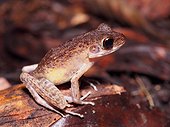 Brown Marsh Frog - Gunung Mulu Borneo Malaysia