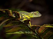 Green Crested Lizard  - Gunung Mulu Borneo Malaysia