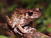 Rough-sided Frog - Gunung Mulu Borneo Malaysia