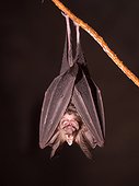 Horseshoe Bat in cave - Gunung Mulu Borneo Malaysia