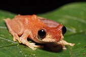 Short-nosed Tree Frog - Tawau Hills Malaysia