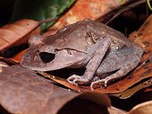 Lowland Litter Frog - Tawau Hills Malaysia
