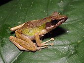 White-lipped Frog - Tawau Hills Malaysia