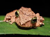 Borneo Bubble-nest Frog - Tawau Hills Malaysia