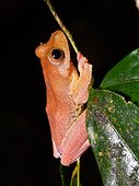 Halrequin Flying  Frog - Tawau Hills Malaysia