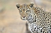 Portrait of female leopard - Khwai Botswana