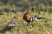 African Hoopoe feeding on the ground - Moremi Botswana 