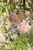 Weaver Ants Nest - India Tadoba Andhari
