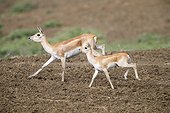 Blackbucks running - Satpura India