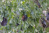 Indian Flying Foxes in a tree - Nagarhole India