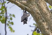 Indian Flying Fox in a tree - Nagarhole India
