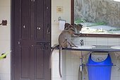 Bonnet macaque drinking the tap - Nagarhole India