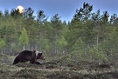 Male brown bear under the moonlight - Finland