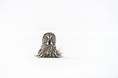 Great Grey Owl in snow in winter - Finland