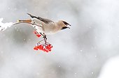 Bohemian Waxwing eating berries in winter - Finland 