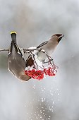 Bohemian Waxwings eating berries in winter - Finland 