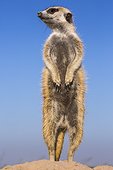 Meerkat stand upright to gain wider view of surrounding area