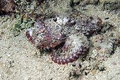 Flasher Scorpionfish on sand - Cebu Philippines