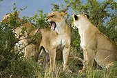 Lioness pride in the savannah - Masai Mara Kenya 